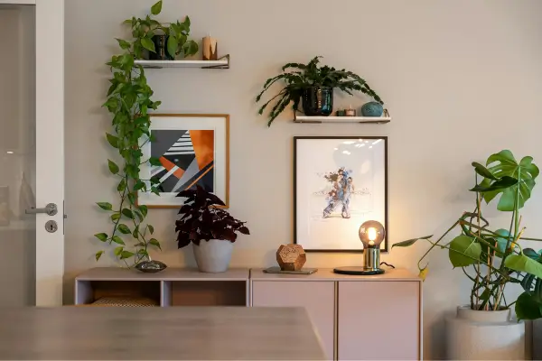 Como escolher plantas decorativas para o interior da casa